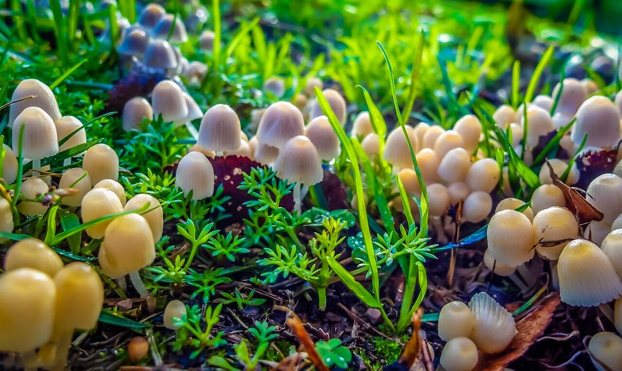 pexels-photo-567099-Mushrooms